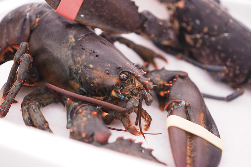 make homard（メイクオマール）